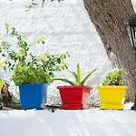 Isabella * Toróni